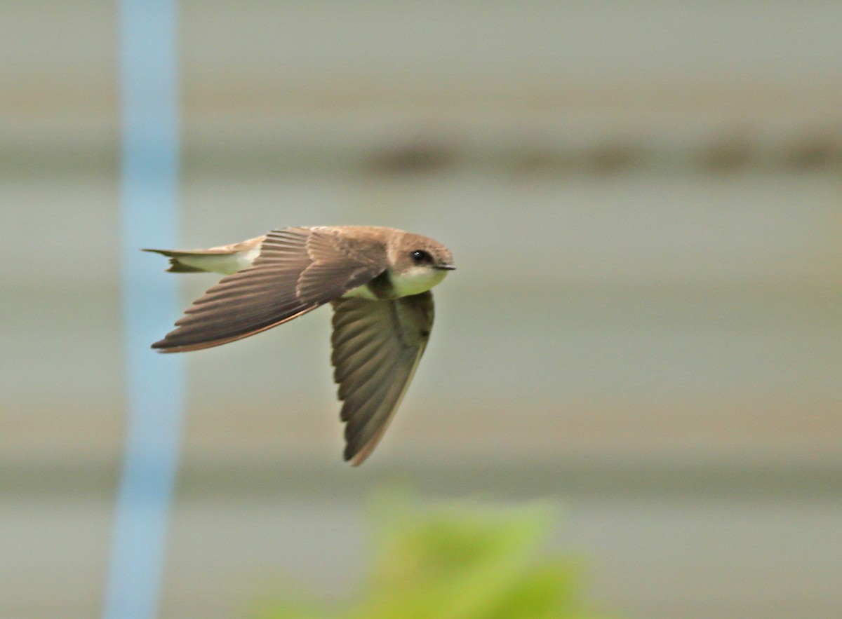 Uhalde-enara arrunta - ML646443627