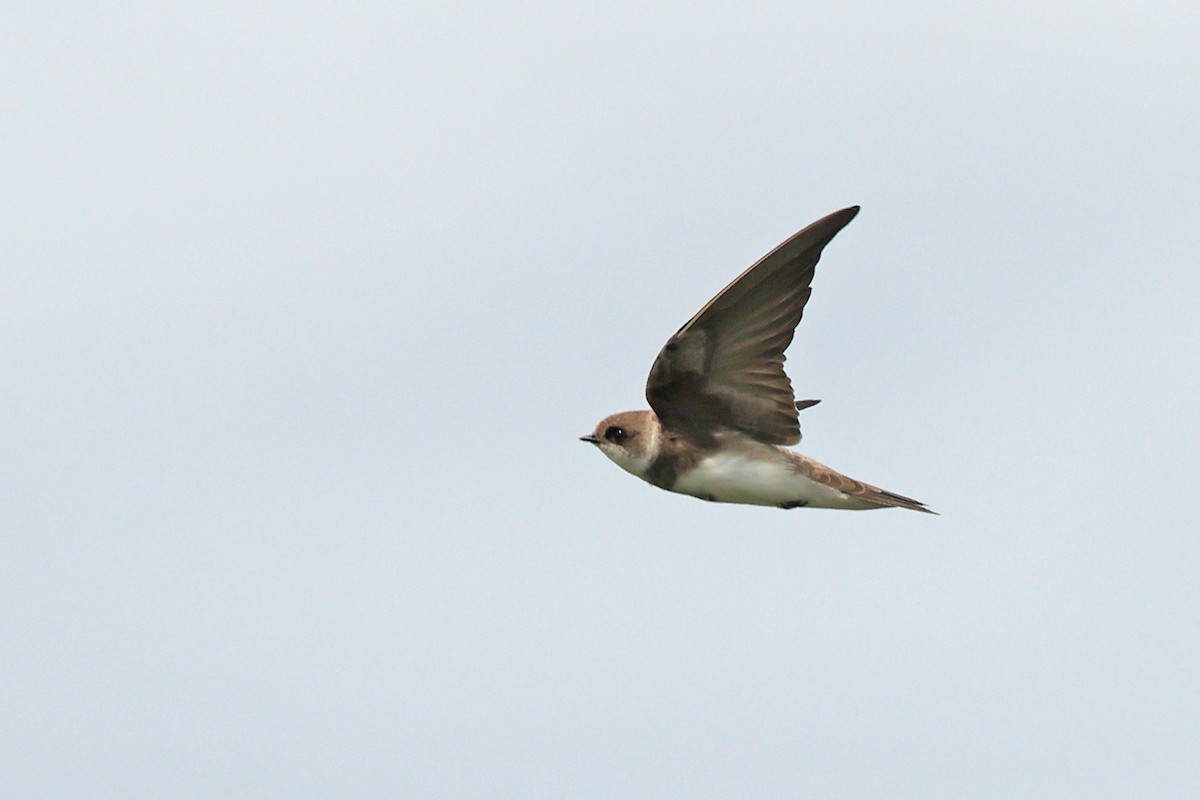 Uhalde-enara arrunta - ML646443628