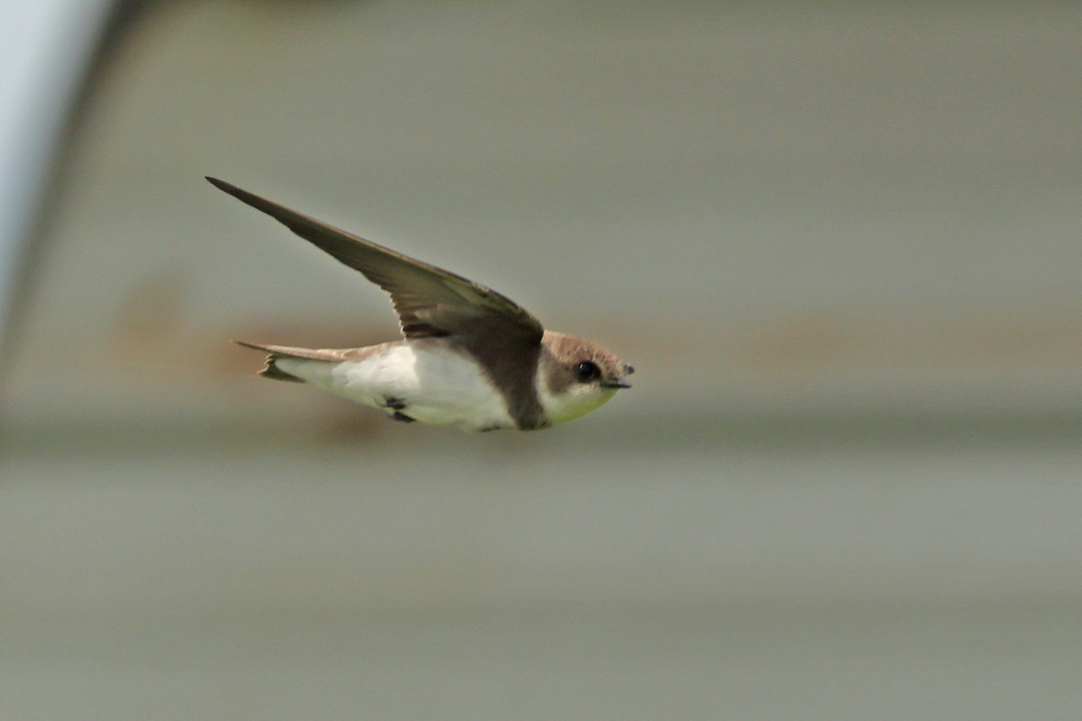 Uhalde-enara arrunta - ML646443629