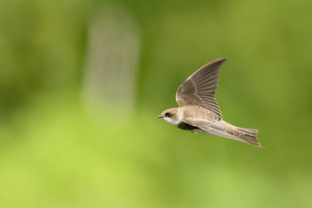 Uhalde-enara arrunta - ML646443630