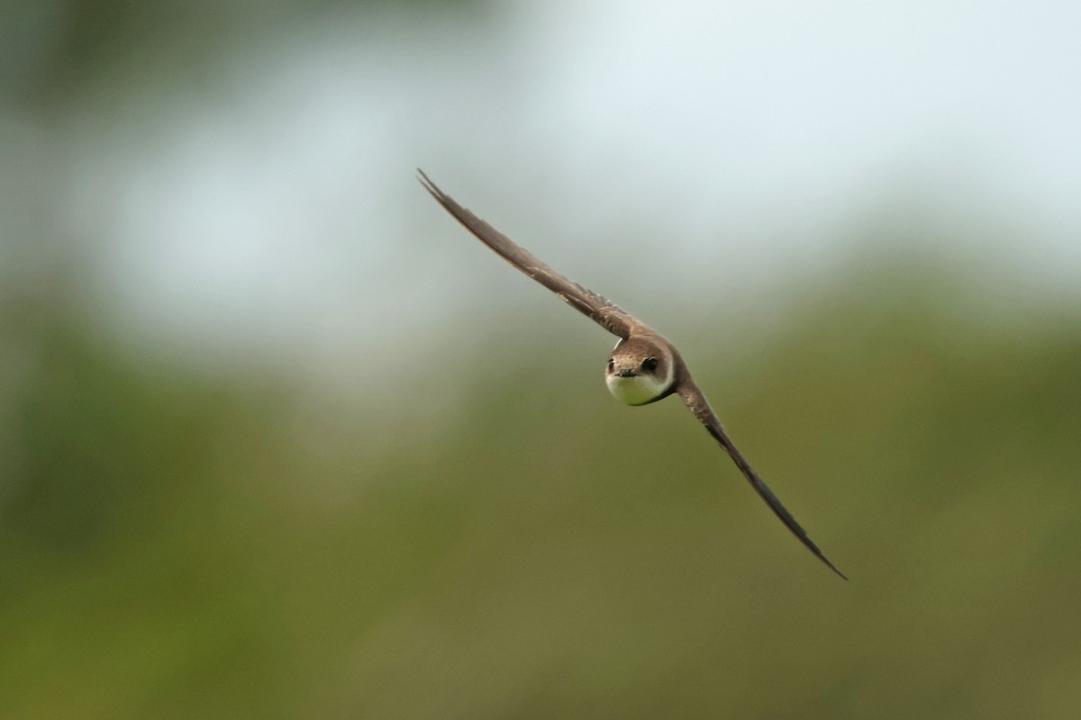 Uhalde-enara arrunta - ML646443631