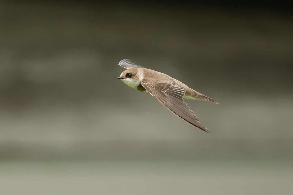 Uhalde-enara arrunta - ML646443632