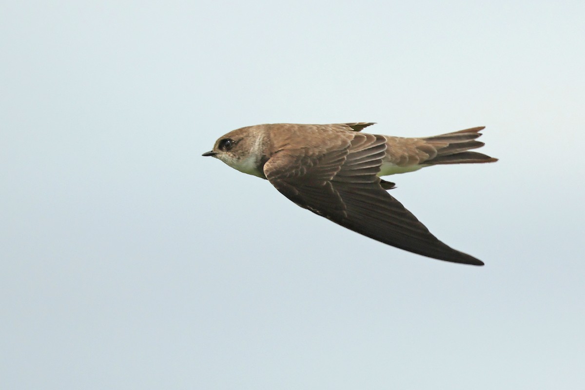 Uhalde-enara arrunta - ML646443633