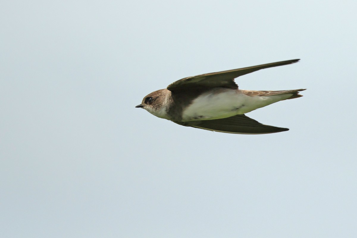 Uhalde-enara arrunta - ML646443634