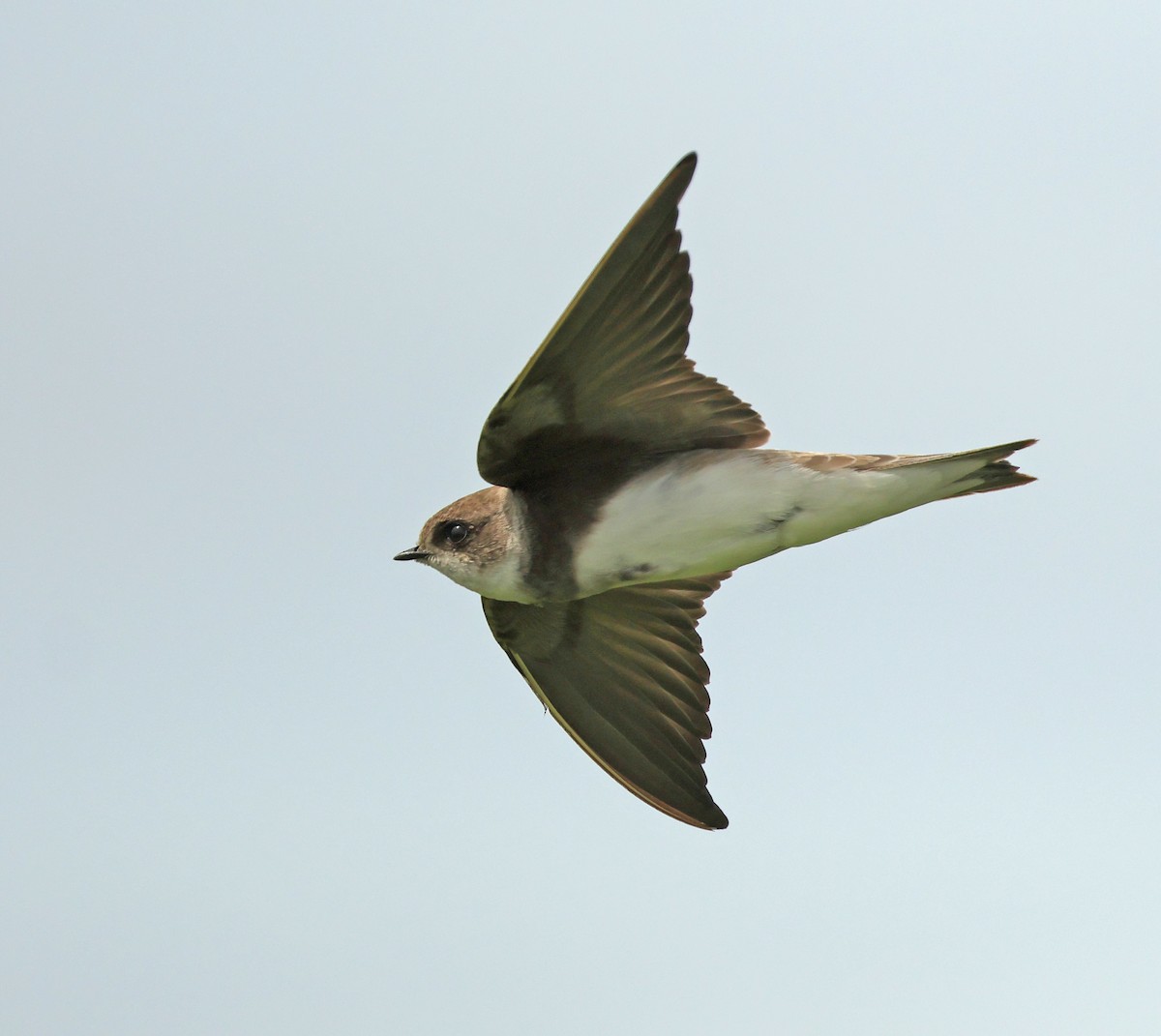 Uhalde-enara arrunta - ML646443635