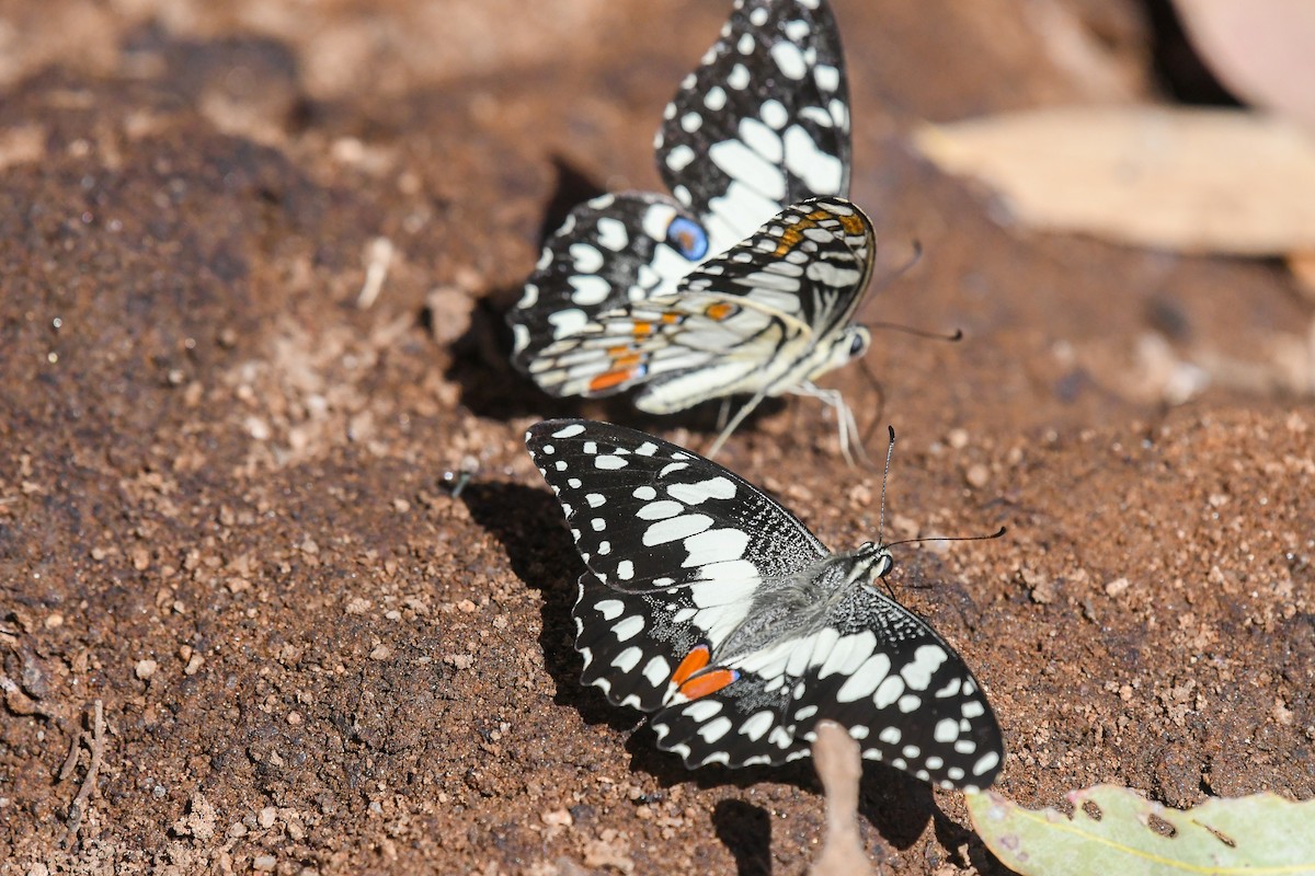 Chequered Swallowtail - ML646443636