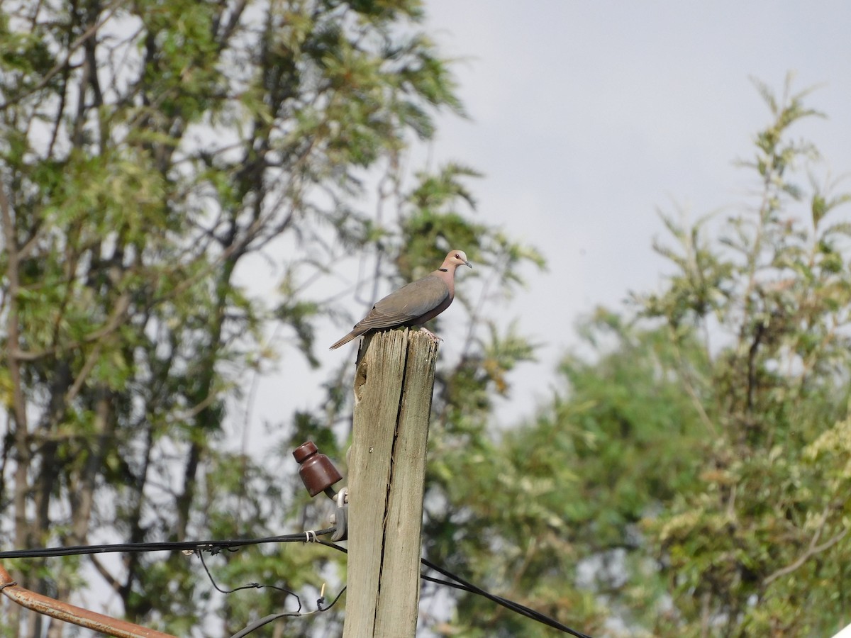 Red-eyed Dove - ML646443651