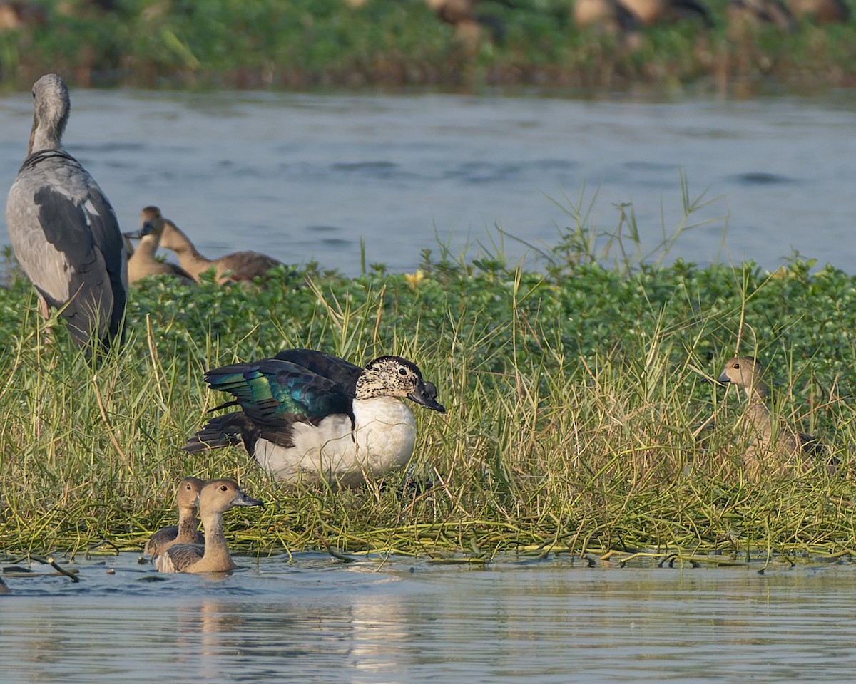 Knob-billed Duck - ML646443652