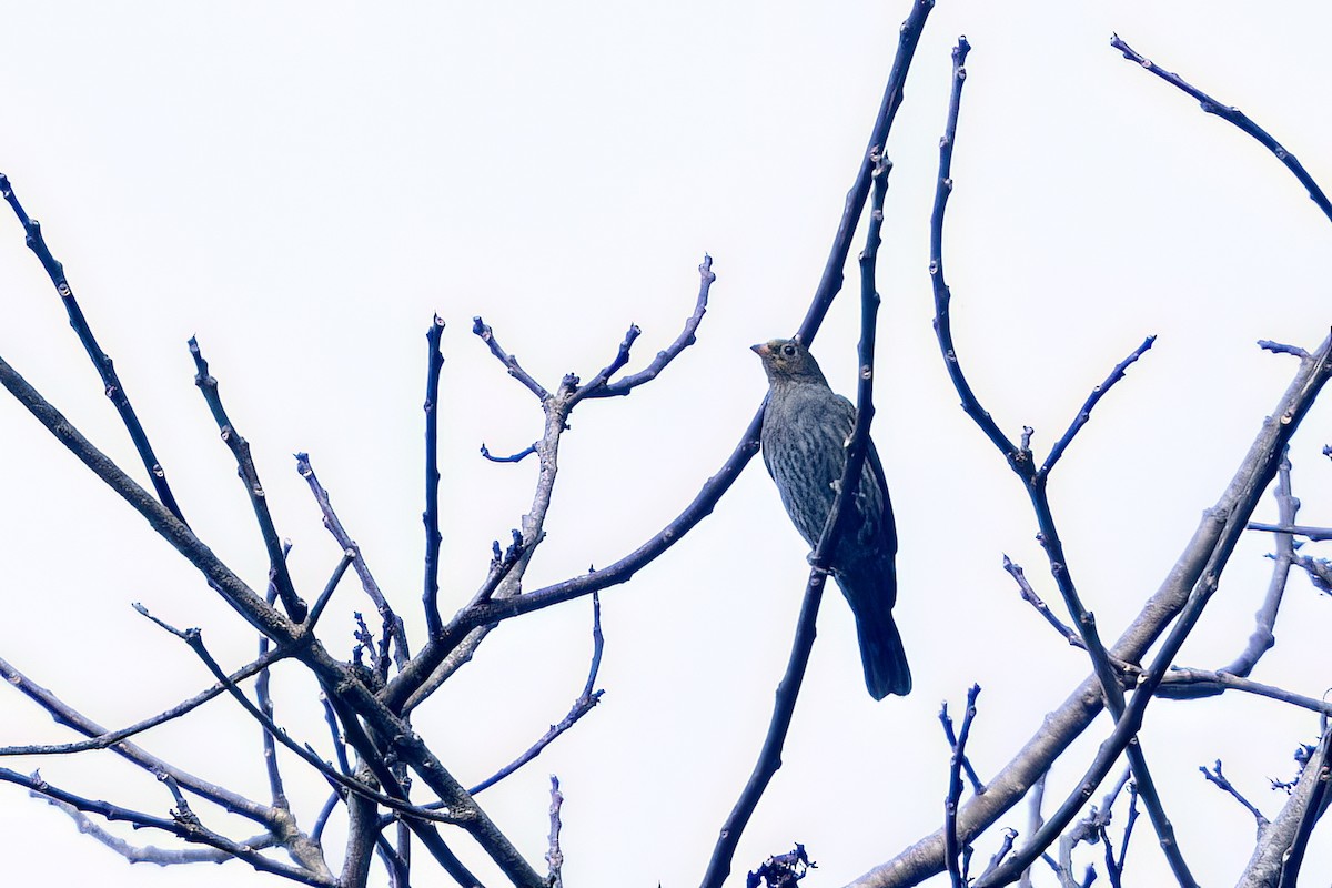 Yellow-rumped Honeyguide - ML646443653