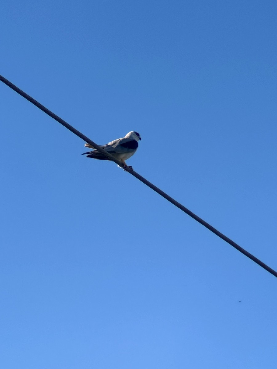 Black-shouldered Kite - ML646443656