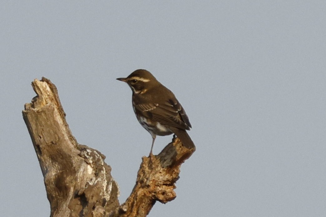 Redwing - ML646443657