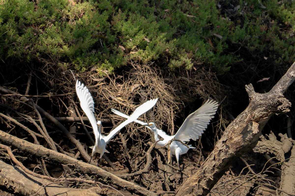 Little Egret - ML646443658