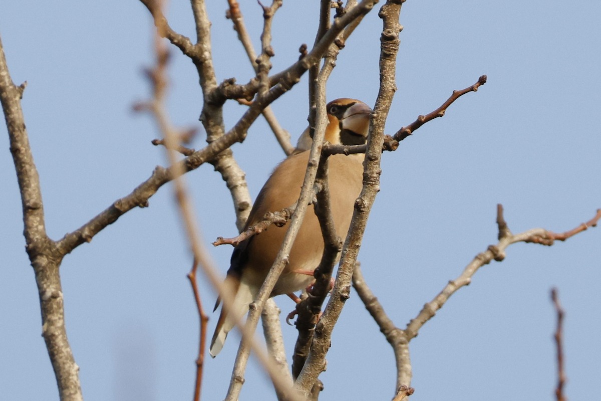 Hawfinch - ML646443659
