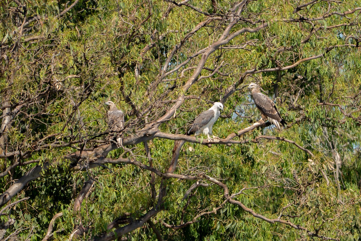 White-bellied Sea-Eagle - ML646443661