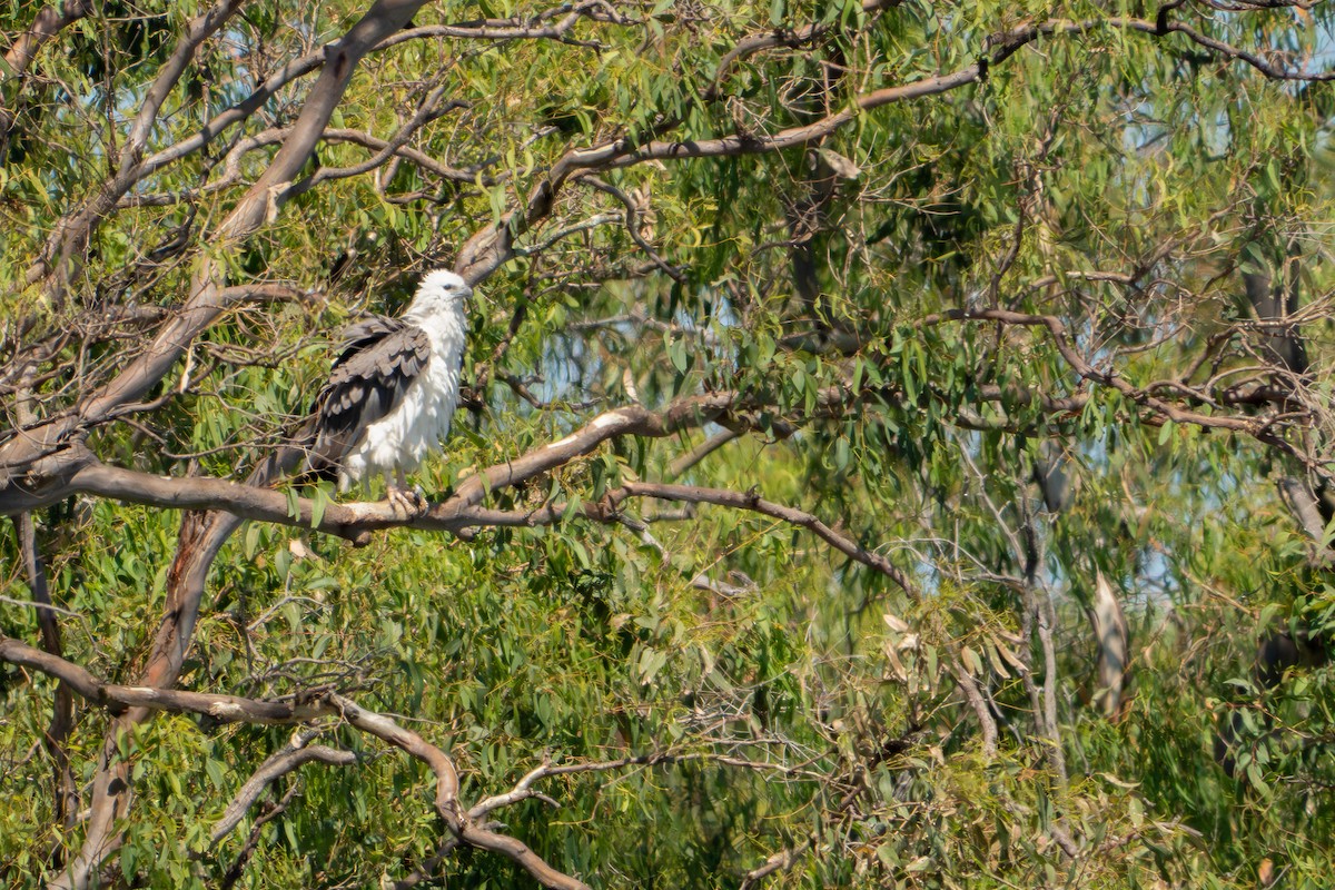 White-bellied Sea-Eagle - ML646443663