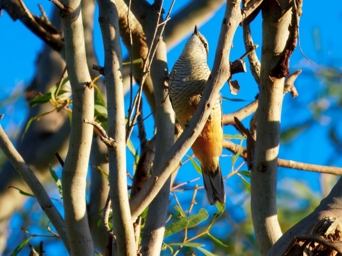 Varied Triller - ML646443664