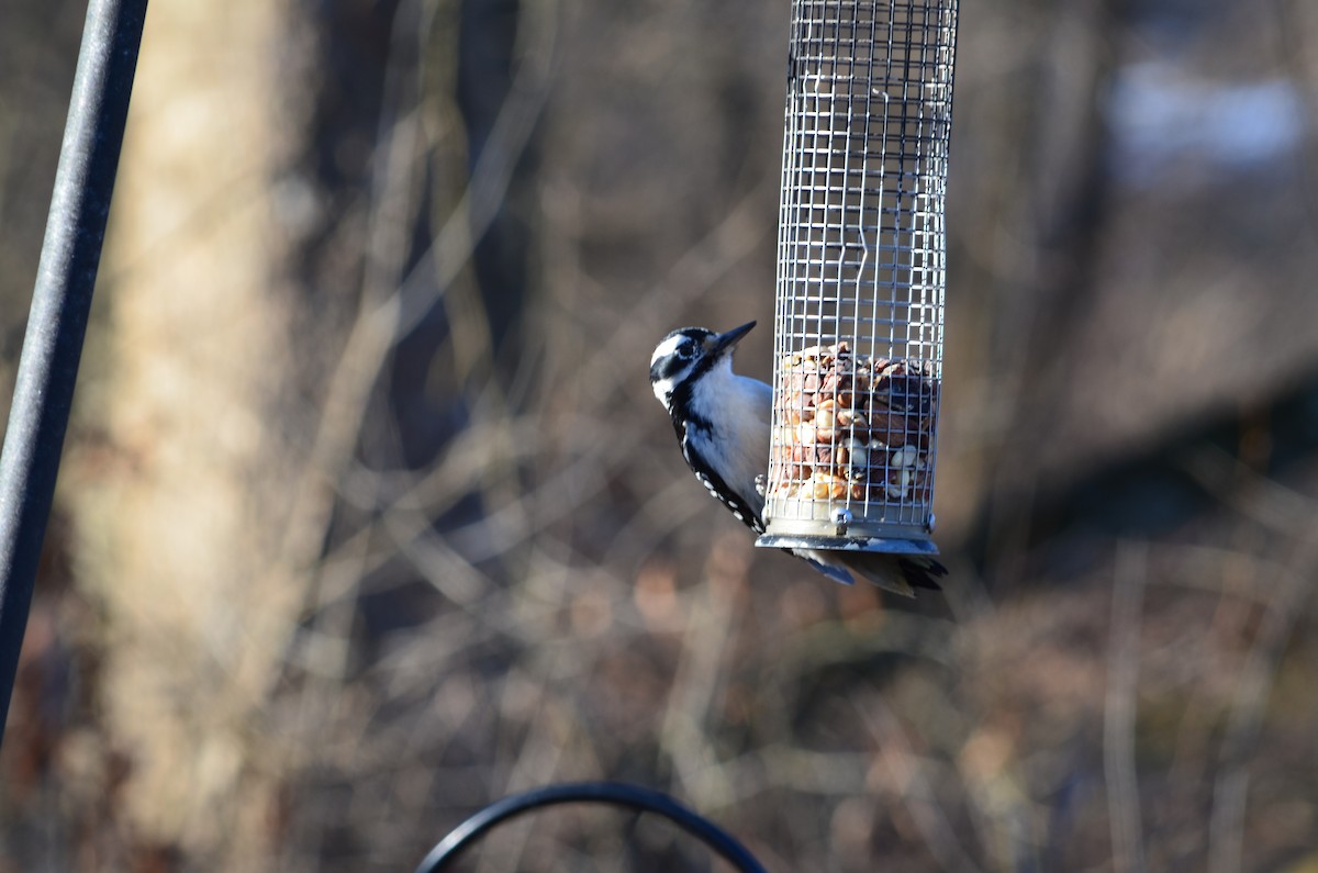 Hairy Woodpecker - ML646443668