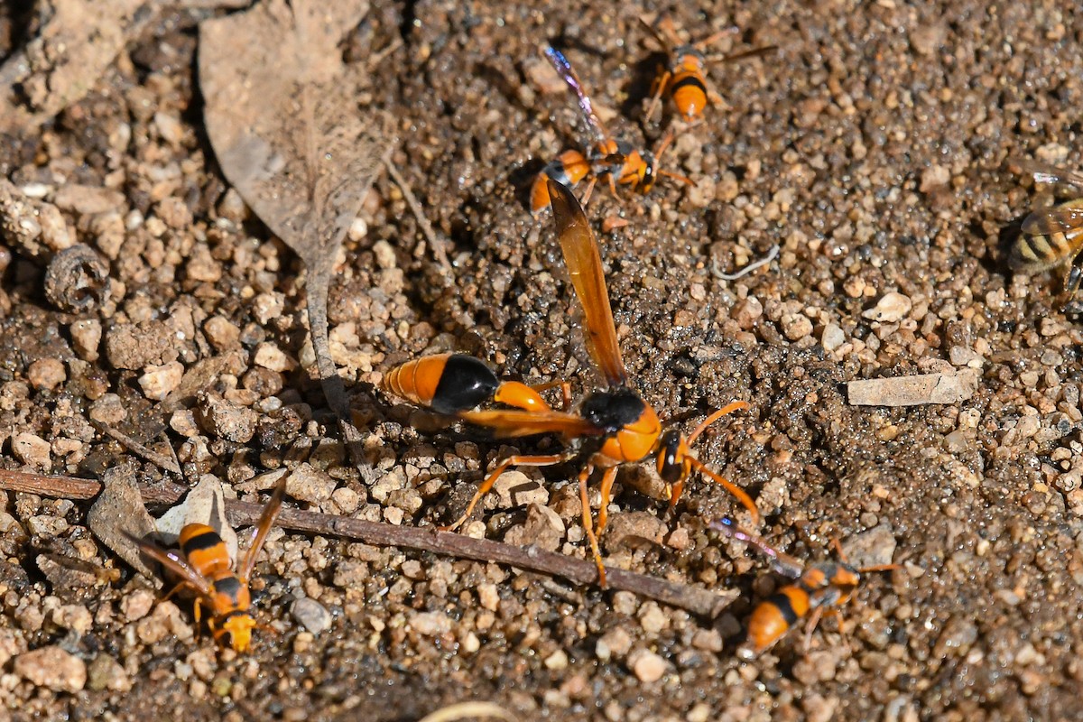 Yellow Potter Wasp - ML646443671