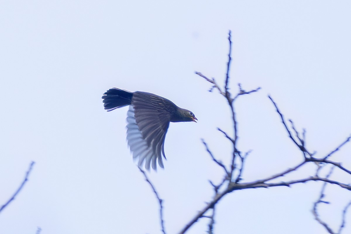 Yellow-rumped Honeyguide - ML646443672