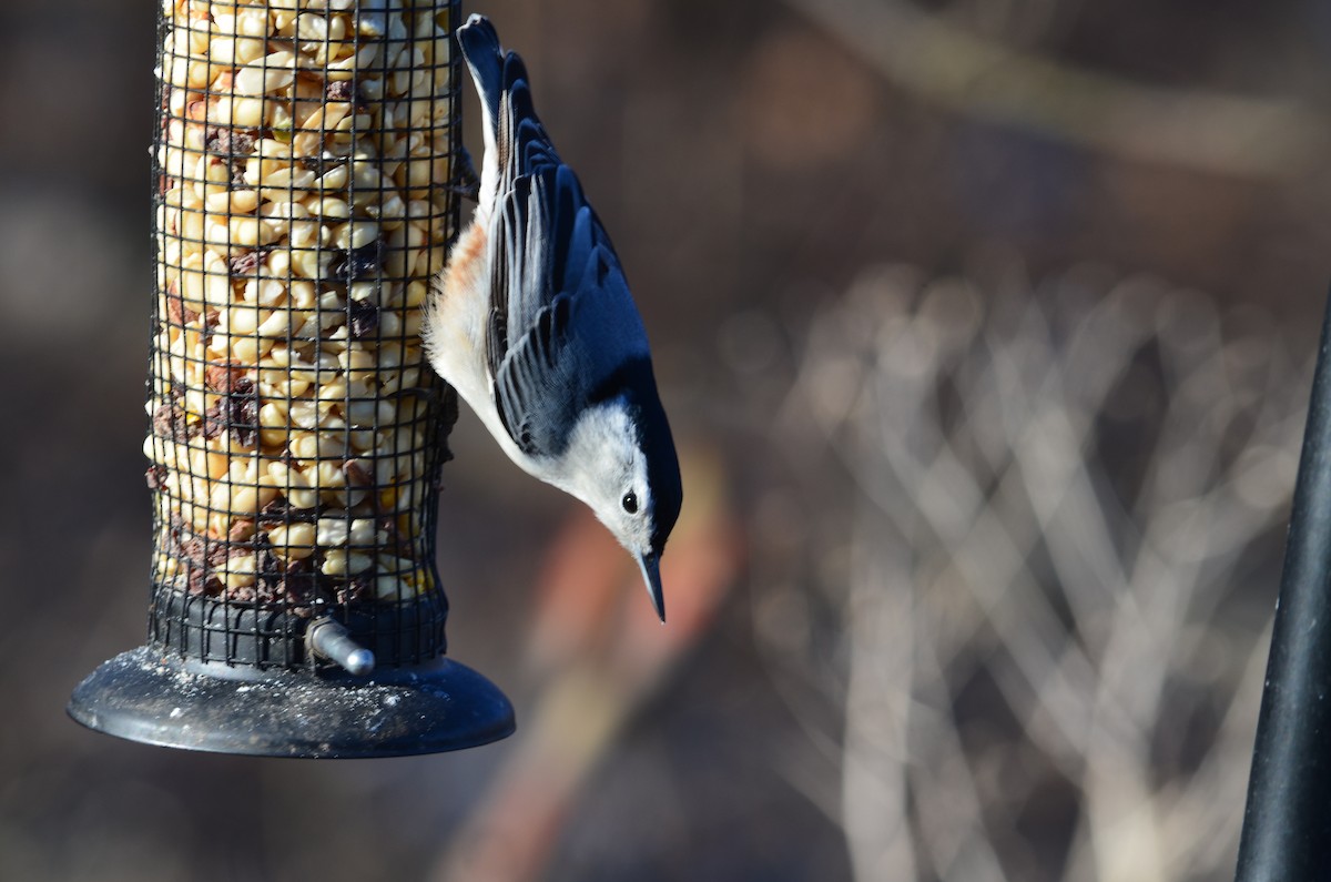 White-breasted Nuthatch - ML646443673
