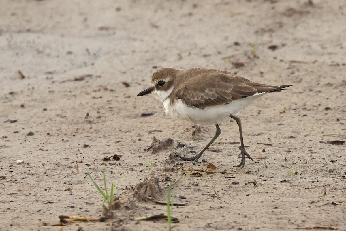 Tibet Cılıbıtı - ML646443674