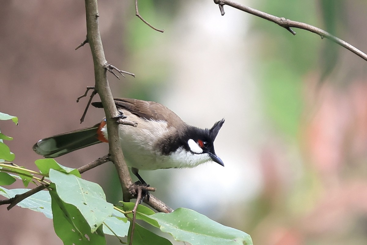 Red-whiskered Bulbul - ML646443675