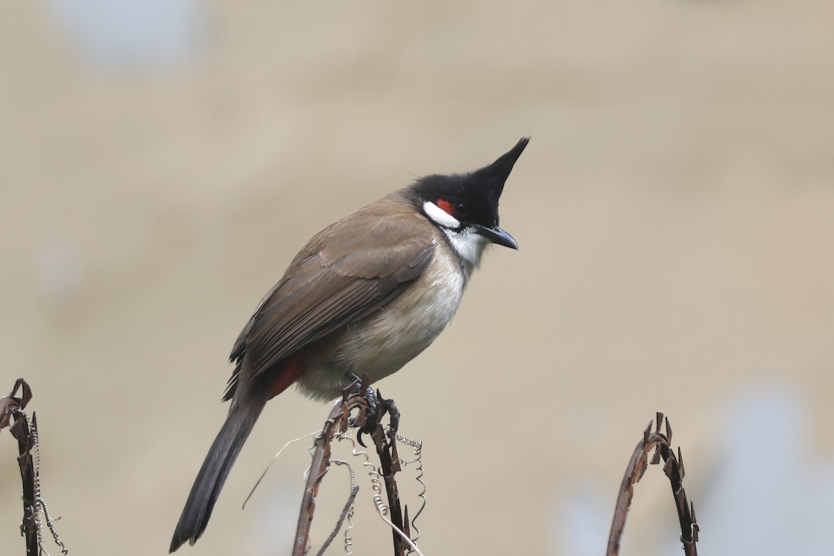 Red-whiskered Bulbul - ML646443676