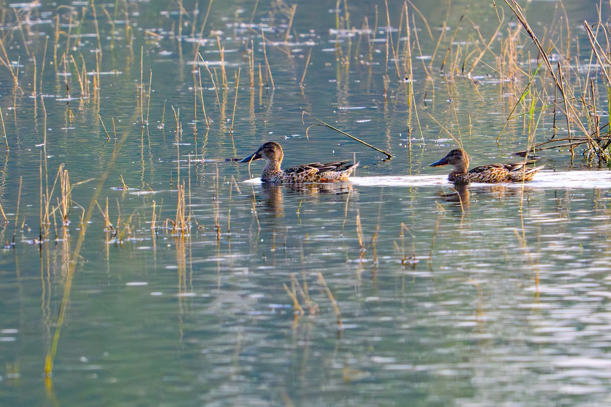 Mestolone - ML646443679