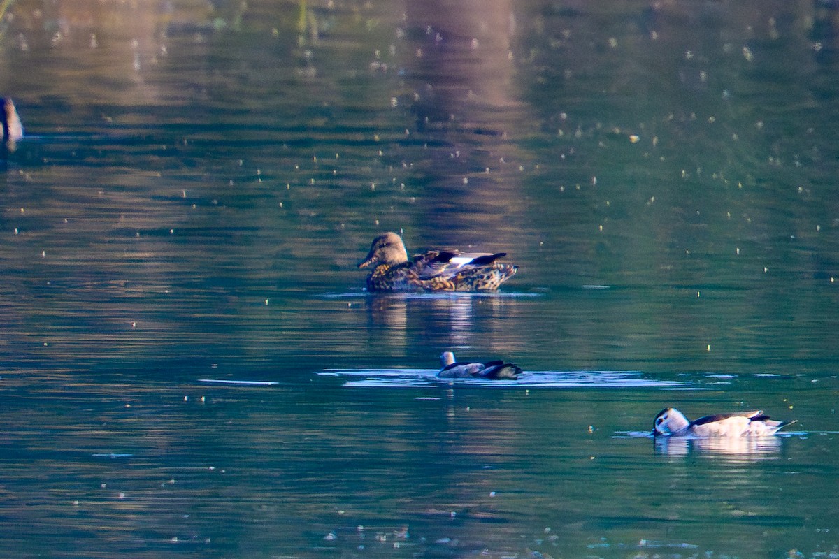 Canapiglia - ML646443681