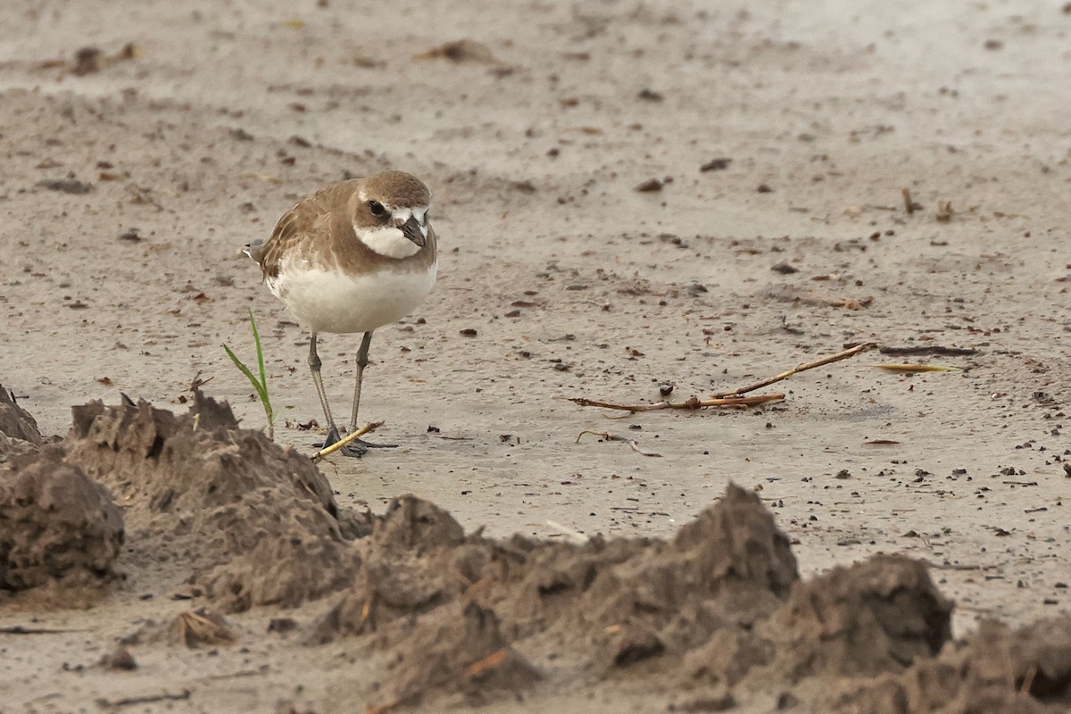 Siberian Sand-Plover - ML646443687