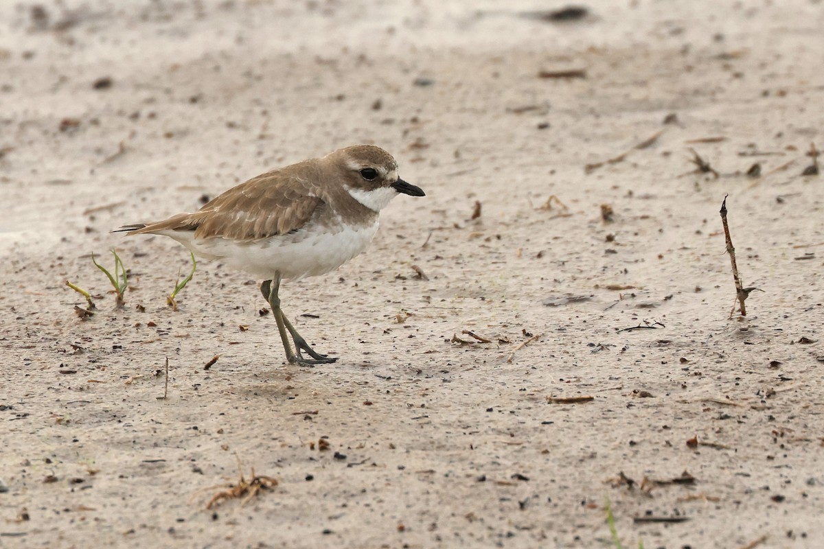 Siberian Sand-Plover - ML646443695