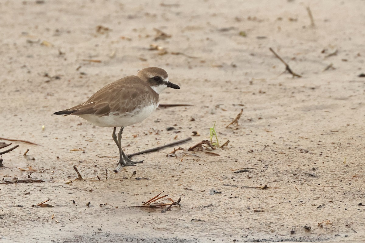 Siberian Sand-Plover - ML646443696