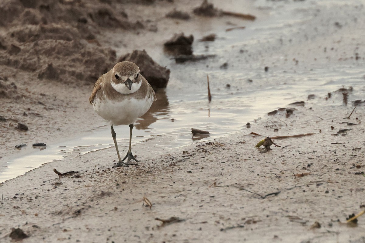 Siberian Sand-Plover - ML646443698