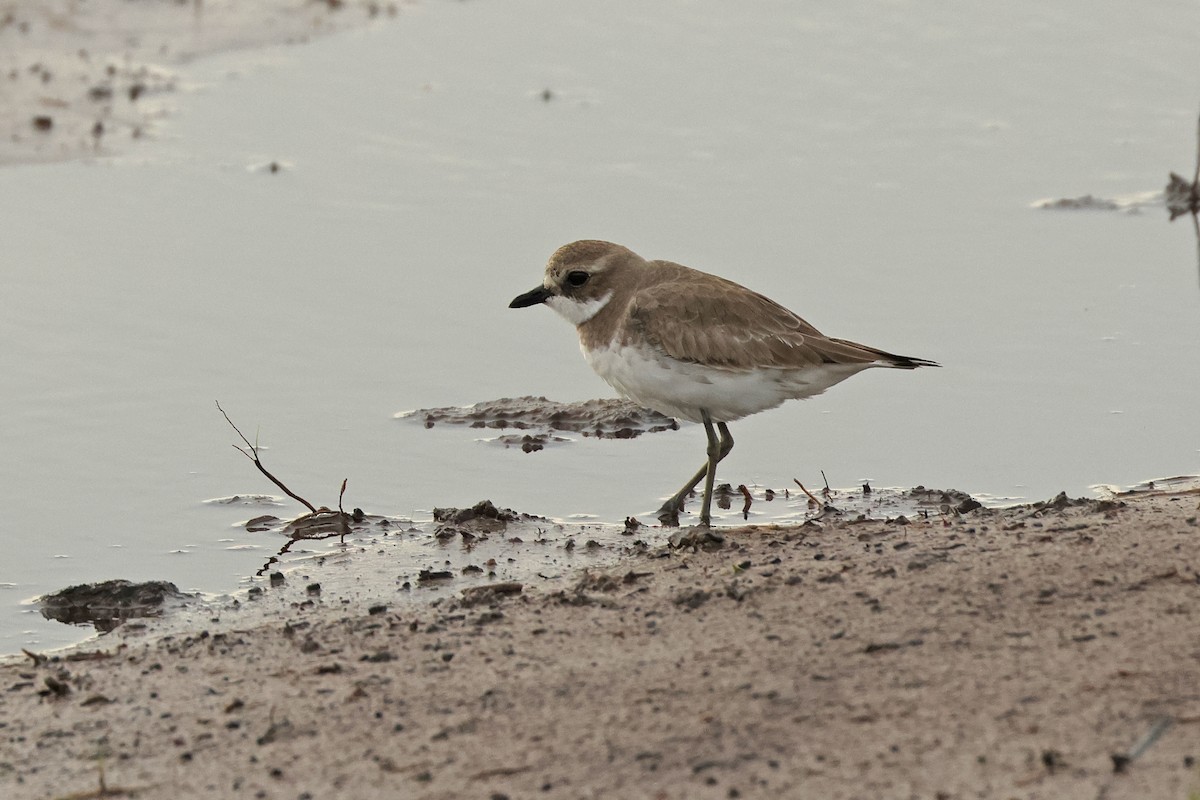 Siberian Sand-Plover - ML646443699