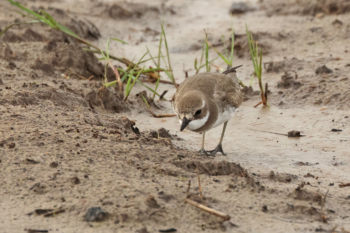 Siberian Sand-Plover - ML646443700