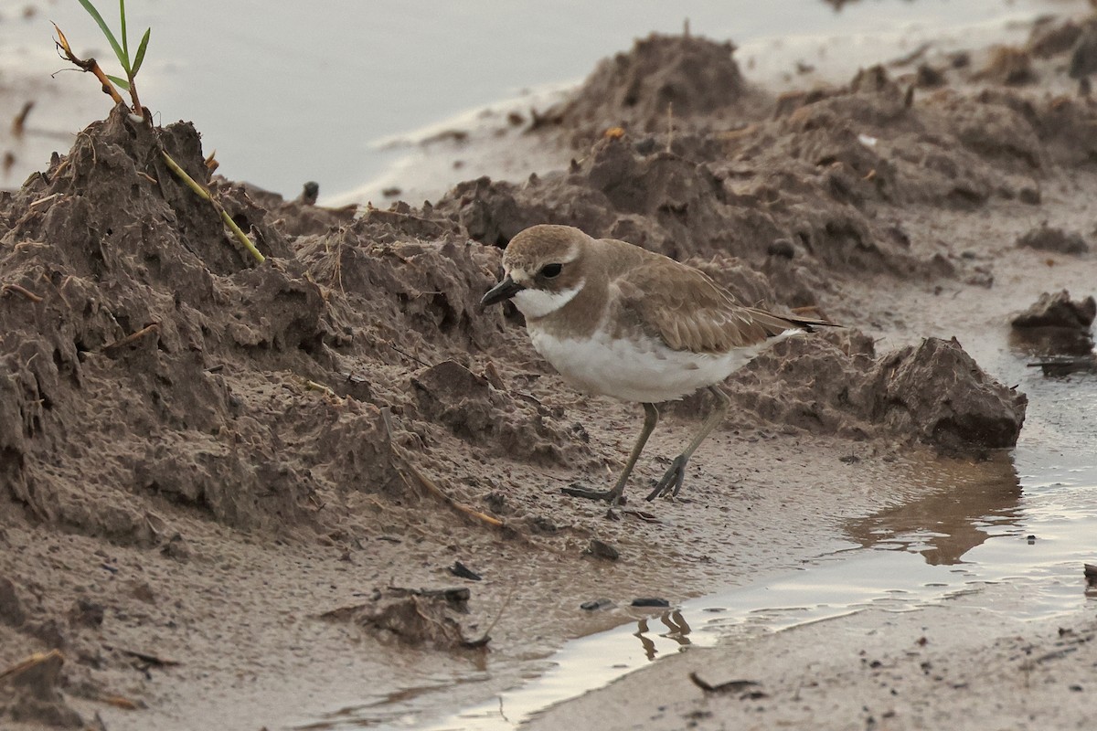 Siberian Sand-Plover - ML646443701