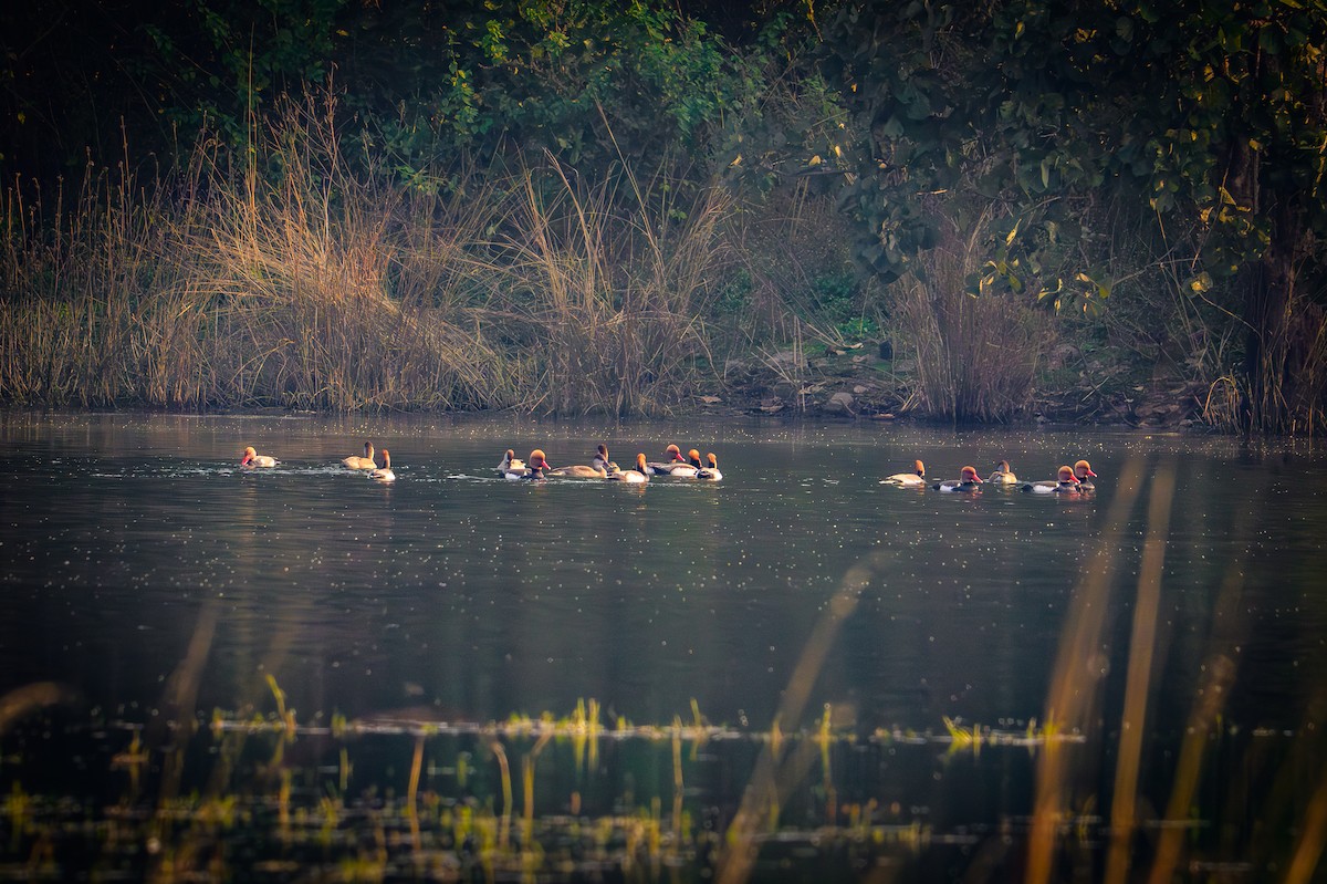 Fistione turco - ML646443703