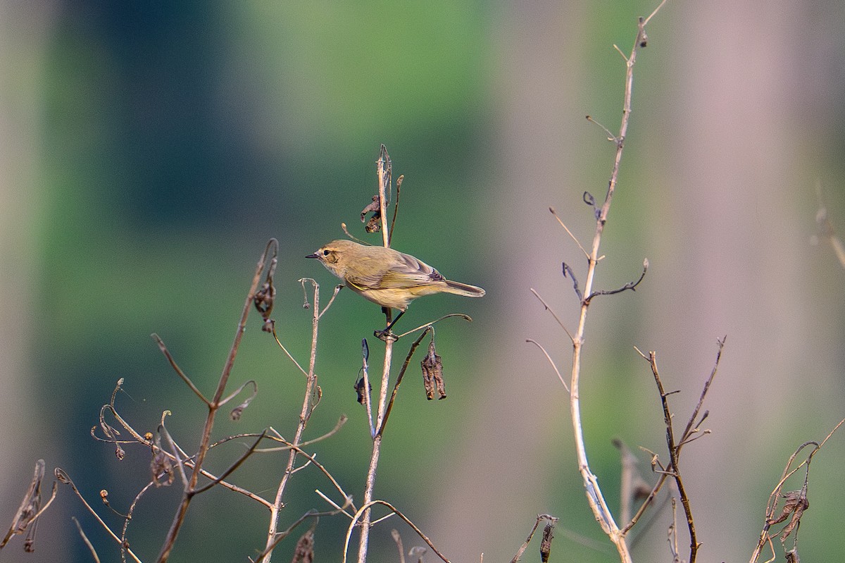 Luì piccolo - ML646443704