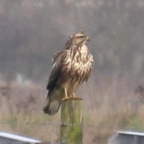 Common Buzzard - ML646443707