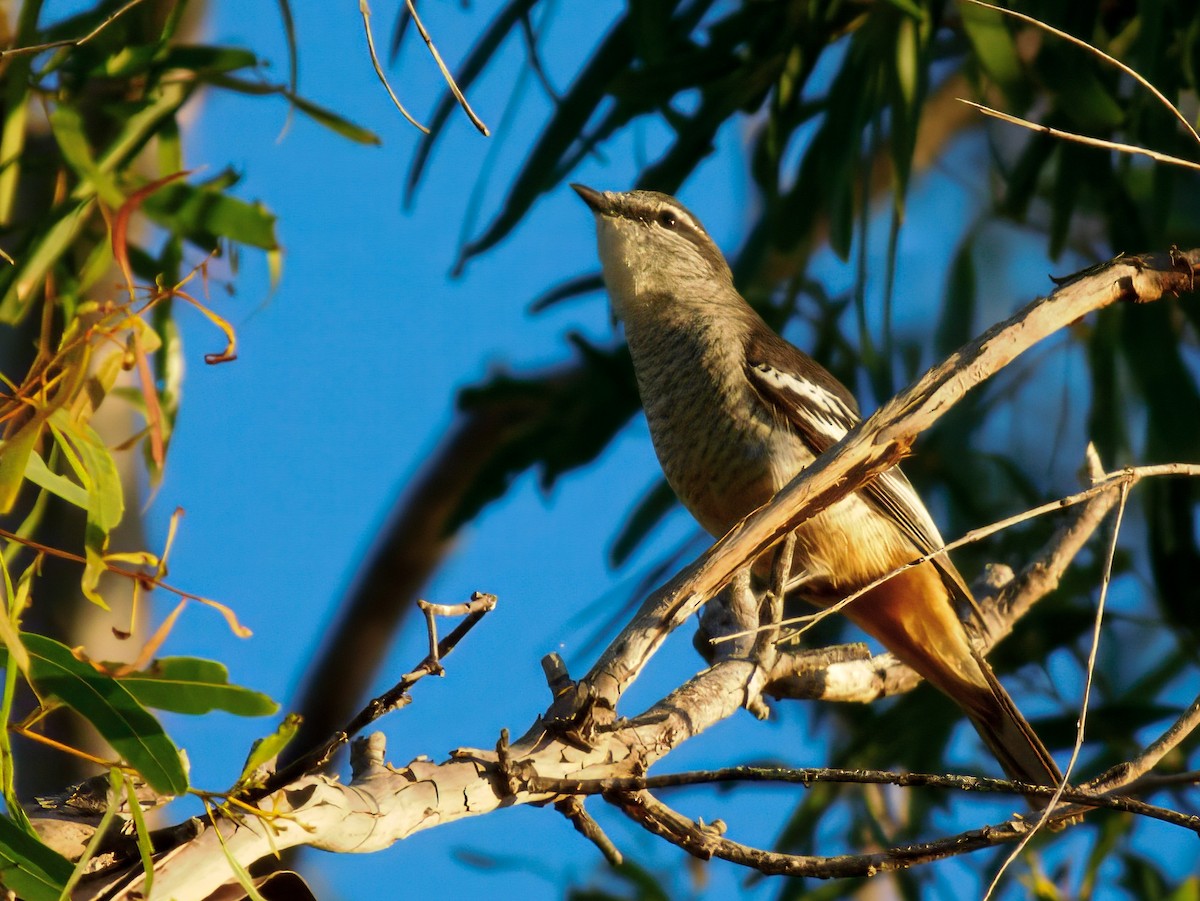 Varied Triller - ML646443711