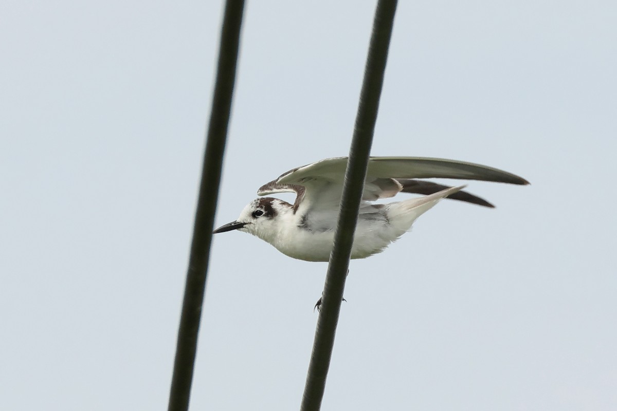 Fumarel Aliblanco - ML646443712