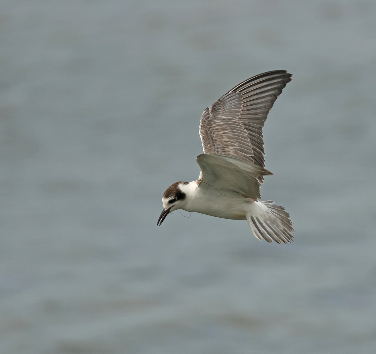 White-winged Tern - ML646443713