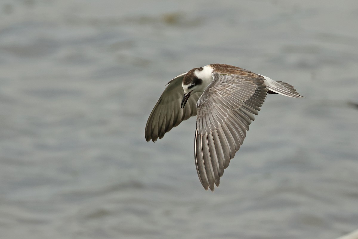 Fumarel Aliblanco - ML646443714