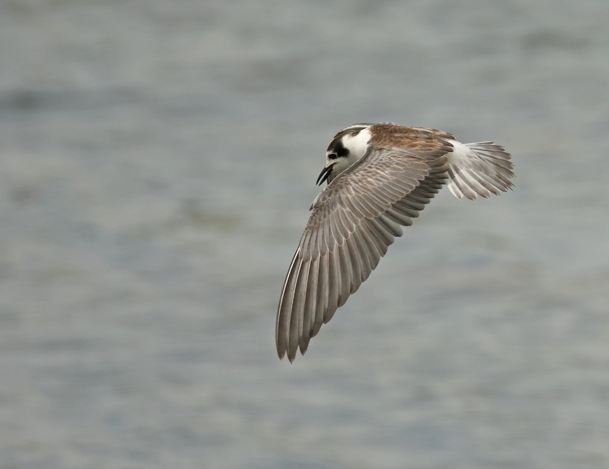 Fumarel Aliblanco - ML646443715