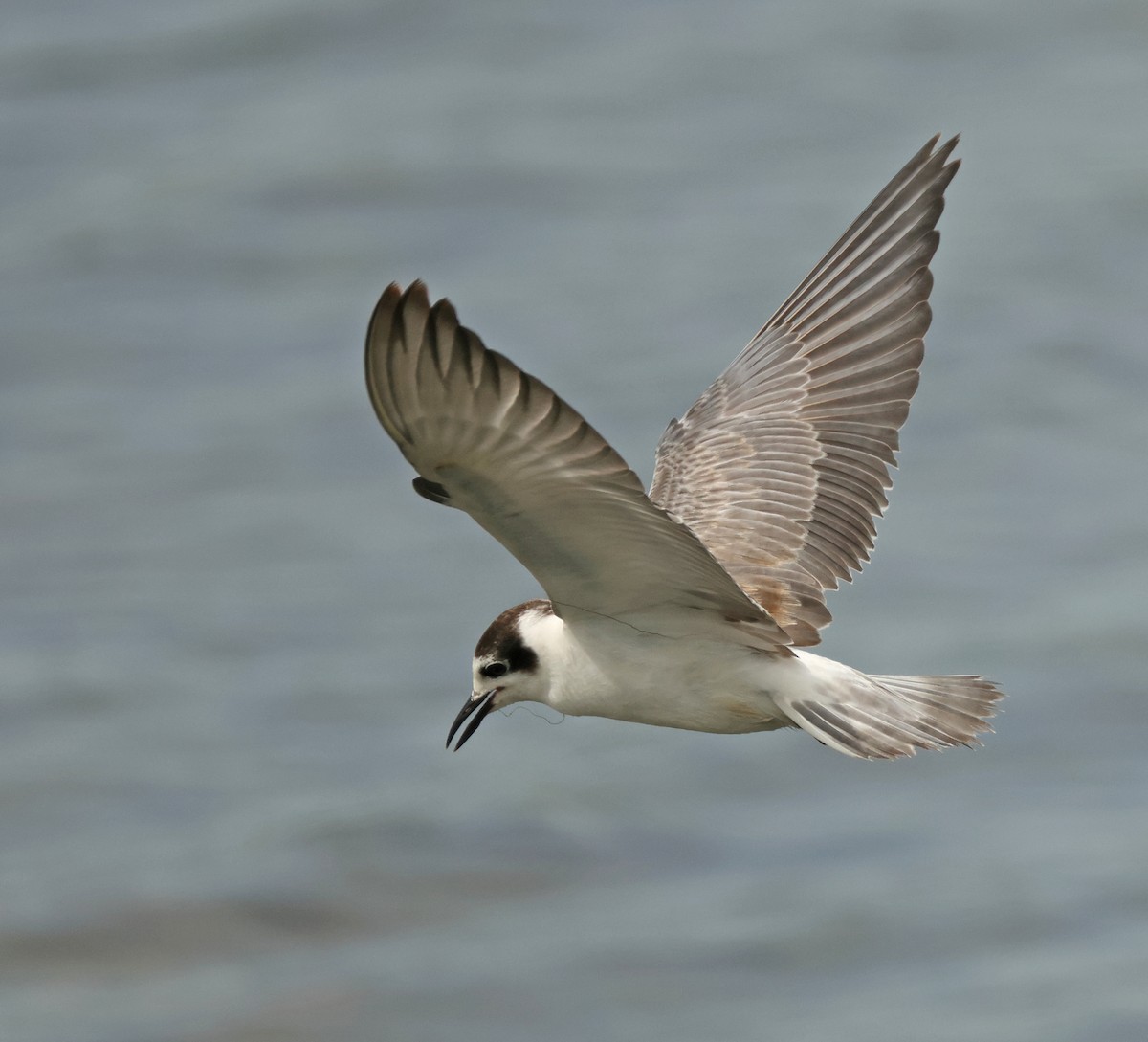 White-winged Tern - ML646443716