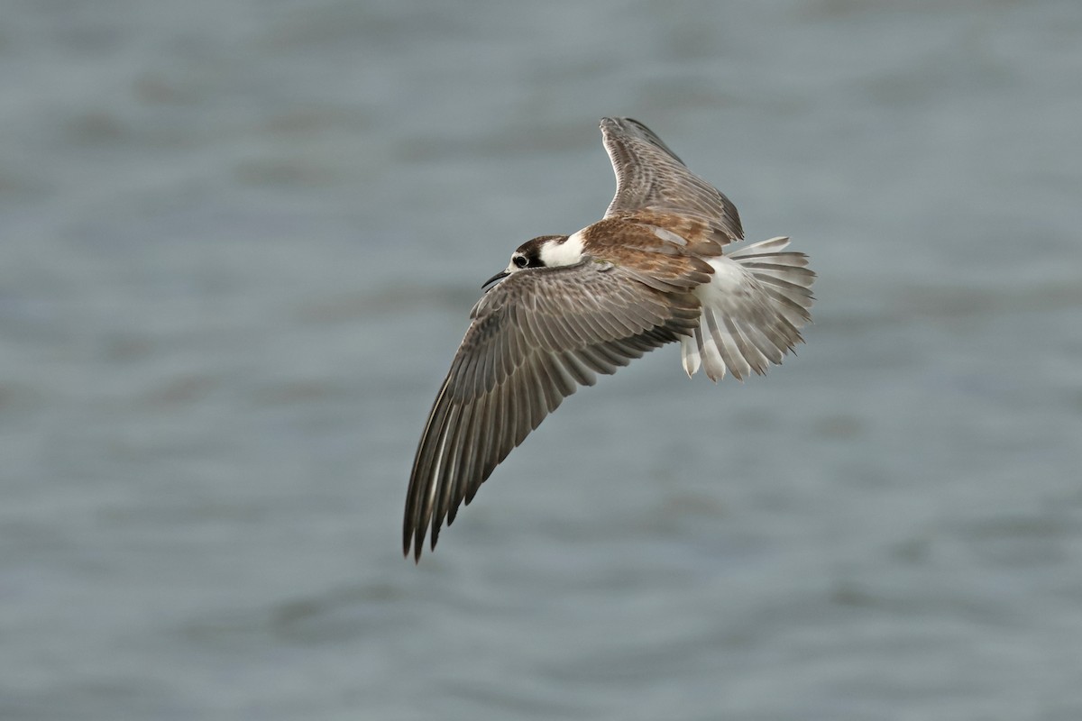 White-winged Tern - ML646443717