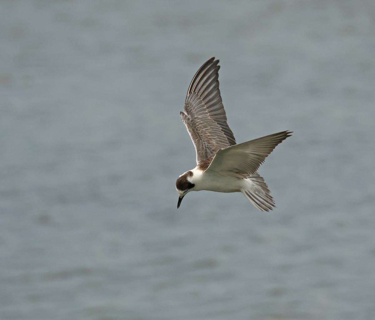 Fumarel Aliblanco - ML646443718