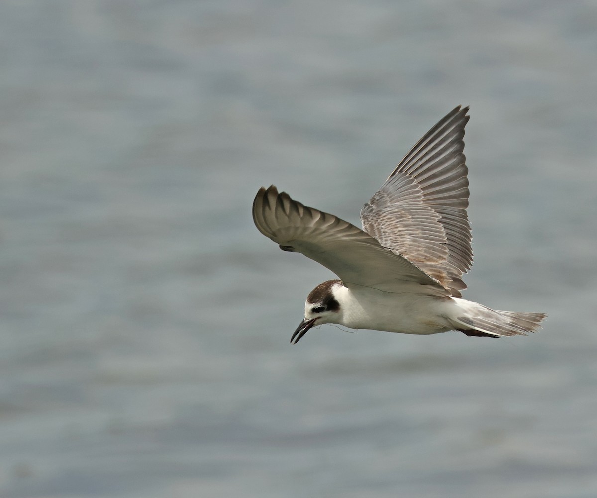 White-winged Tern - ML646443719