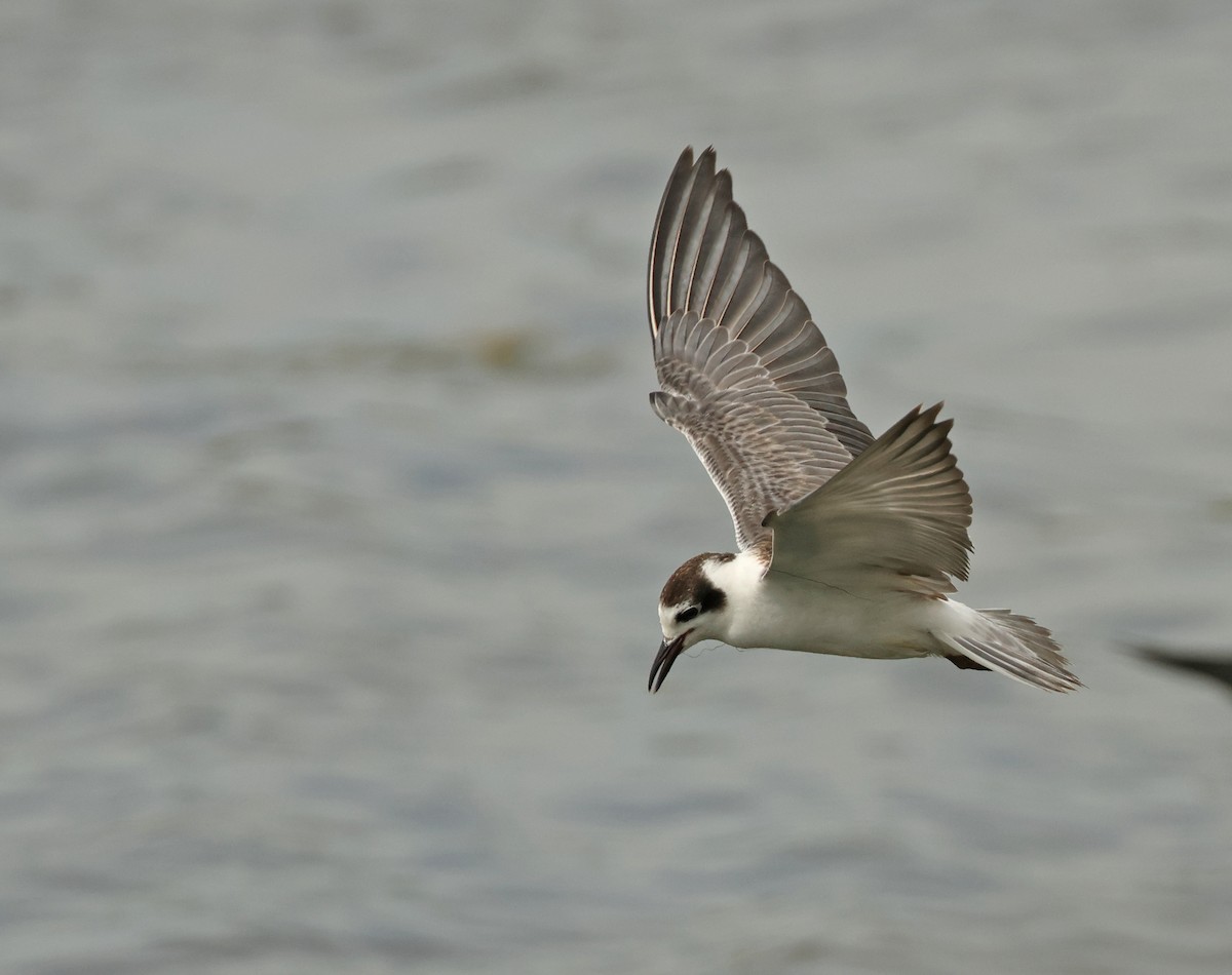 White-winged Tern - ML646443720