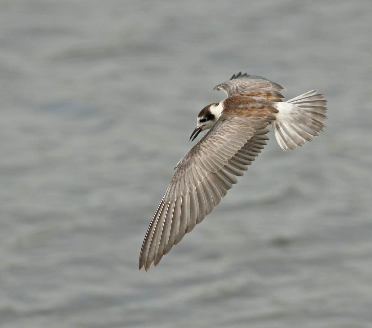 White-winged Tern - ML646443721